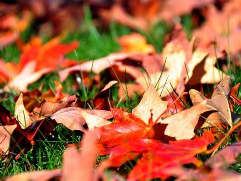 Осенние листья на траве - обои для рабочего стола, картинки, фото