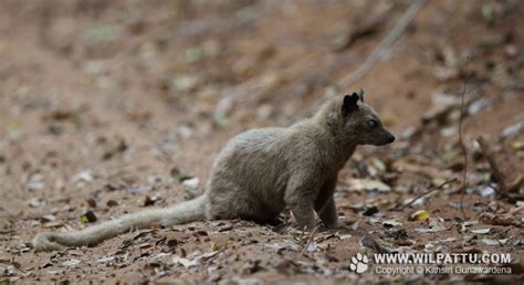 Species Of Wilpattu National Park