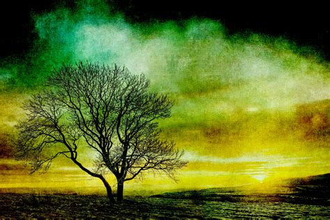 Tree Silhouette Sunset Vintage Free Stock Photo Public Domain Pictures