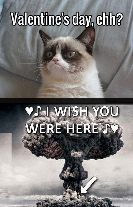 Grumpy Cat Quotes Funny Collection World
