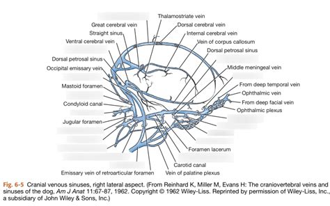 Cranial Venous Sinuses Right Lateral View Diagram Quizlet