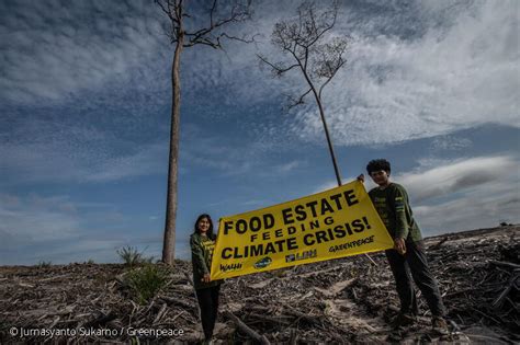Pemerintah Indonesia Hanya Memberi Makan Krisis Iklim Lewat Food Estate Greenpeace Indonesia
