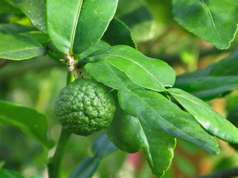 Kaffir Lime A Citrus Tree With Tangy Limes And Spicy Leaves
