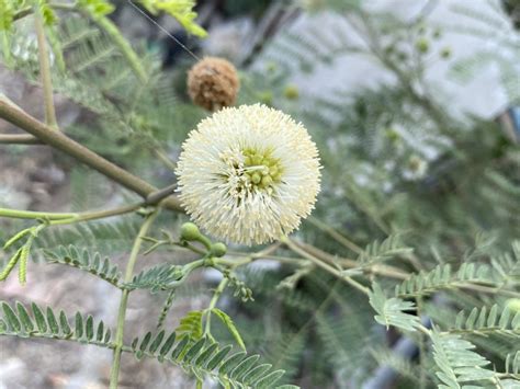 Guajillo Care In The Landscape Learn About Guajillo Acacia Shrubs