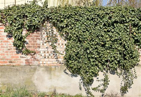 Climbing Plants On The Brick Wall Stock Photo Image Of Time Fence