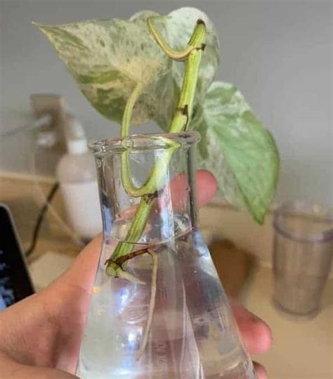 Pothos Root Rot Sings Causes And Treatment Garden For Indoor