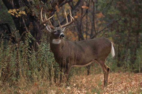 50 Free Whitetail Deer Pictures Wallpaper On