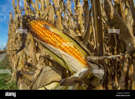Indian Corn Maize Zea Mays Golden Maize Cobs Germany Stock Photo