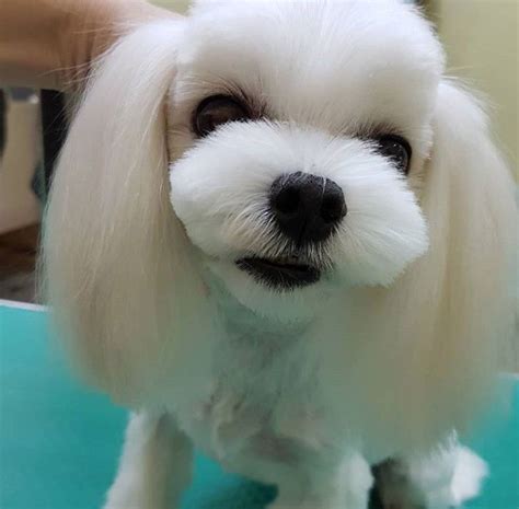 30 Best Maltese Haircuts For Dog Lovers The Paws Maltese Puppy
