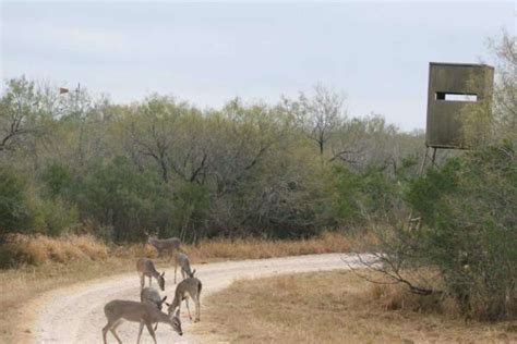 Hunting Tactics That Work In Texas And Even Mozambique