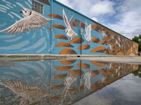 Justseeds Endangered Species Murals 27 Piping Plover