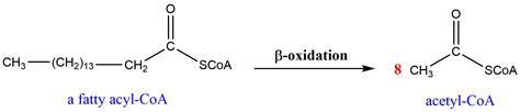 How Many Molecules Of Acetyl CoA Are Obtained From The B Oxi Quizlet