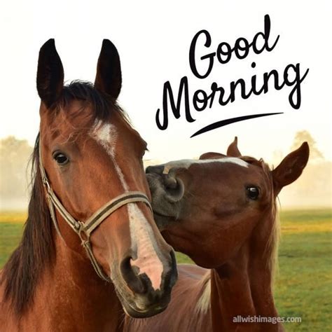 Good Morning Wish Image With Horses In 2020 Good Evening Wishes