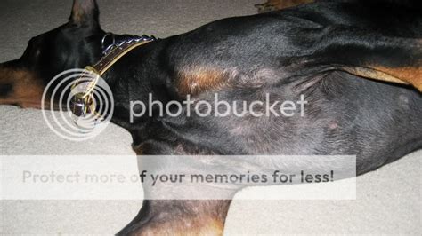 Pictures Of Jakes Hair Loss And Hives Doberman Forum Doberman
