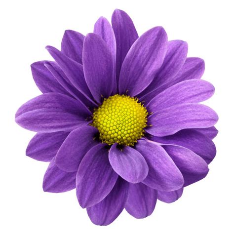 Best Purple Daisy Stock Photos Pictures And Royalty Free Images Istock