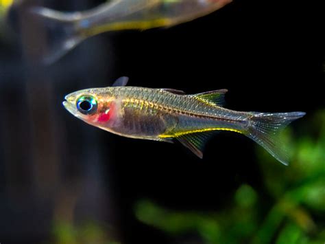 Celebes Rainbowfish Marosatherina Ladigesi Tank Bred Aquatic Arts