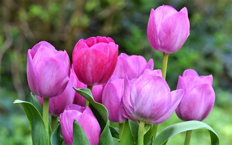 Download Wallpaper 1920x1200 Pink Tulips Fresh Bloom Beautiful 16