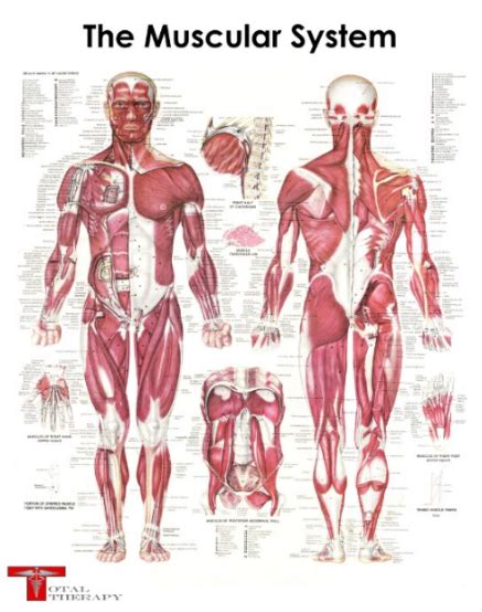 A1 Or A2 Muscular System Poster Therapy Wholesale