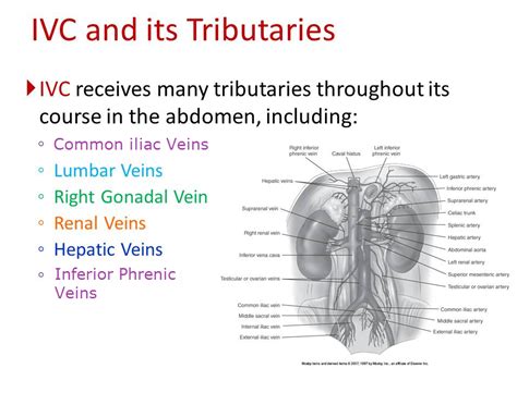 Aorta And Ivc