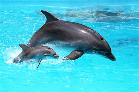 Dolphin Activities For Kids In The Playroom
