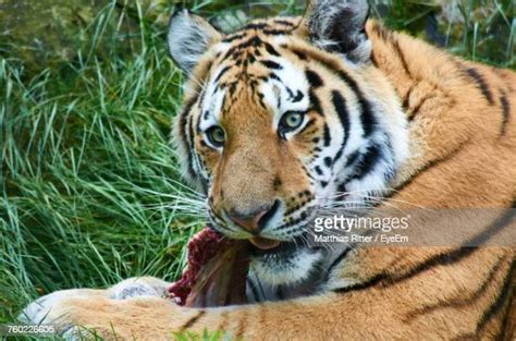 Of Tigers Eating Photos And Premium High Res Pictures Getty Images