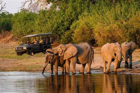 Best Time To Visit Botswana On Safari Examining All Seasons