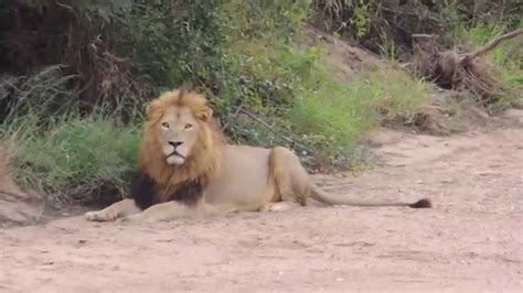 Male Lion Moves Off At Kruger National Park Youtube
