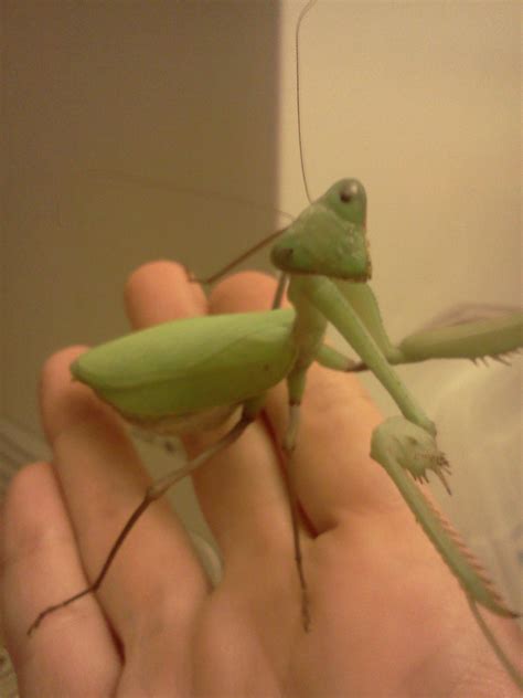 An aquarium cage with a mesh top will probably be your your mantis won't accept dead bugs, so you will have to buy live insects from a pet shop or catch some yourself. Keeping a Praying Mantis As a Pet