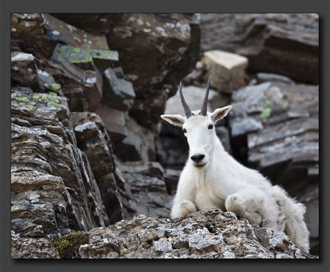 Mountain Goat Bedded Down On A Ledge In Rocky Cliffs Flickr