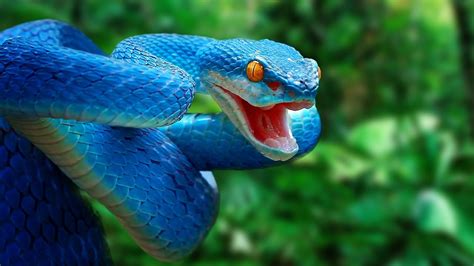 Most Amazing Snakes In The World Youtube