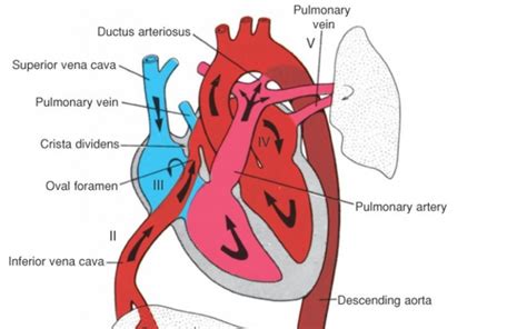 The Normal Fetal Circulation Leeds Congenital Hearts