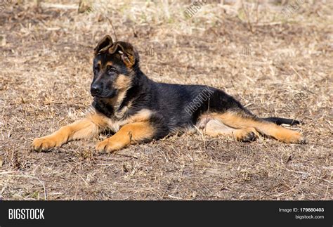German Shepherd Puppy Lies Image And Photo Bigstock