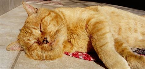 Cute Red Cat Sleeping Outdoors Stock Image Image Of Fluffy Cute