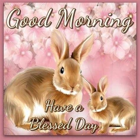 Bunny Good Morning Blessings Pictures Photos And Images For Facebook