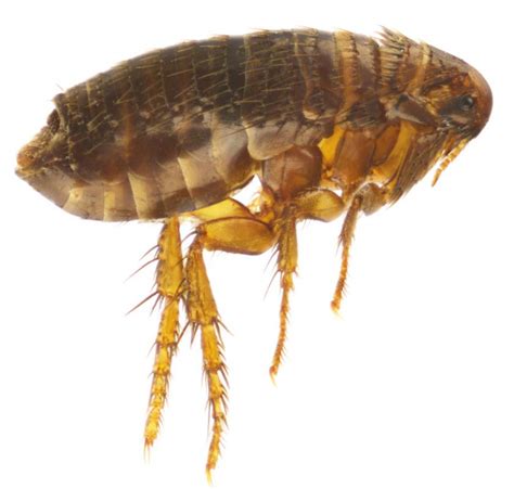 How Do I Use Diatomaceous Earth For Fleas With Picture