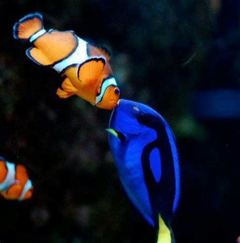 Two Clown Fish In An Aquarium Looking At Each Other