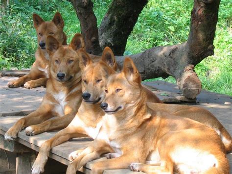Three Brown Dogs Laying On Top Of A Wooden Platform Next To Trees And