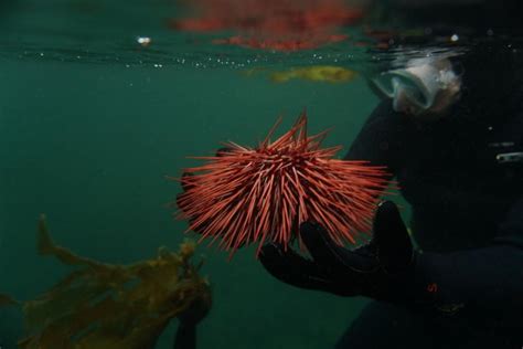 Red Sea Urchin California Sea Grant
