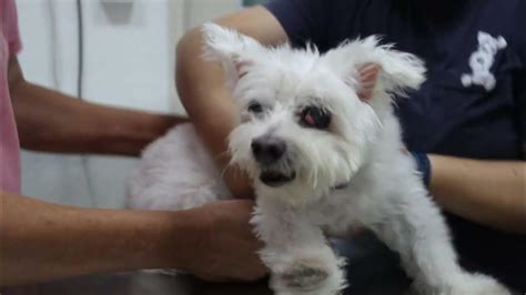 Video 22 Seizures Or Fits An 16 Year Old Maltese Dog Had 3 Seizures