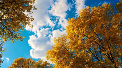 Trees Autumn Clouds Hd Nature 4k Wallpapers Images Backgrounds