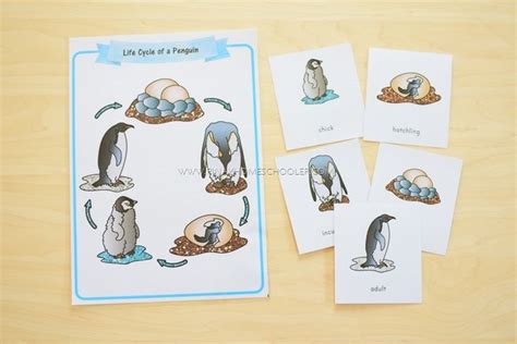 Montessori Inspired Penguin Unit For Preschoolers Life Cycles