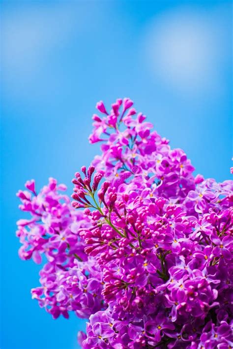 Purple Lilac In Blue Sky Stock Image Image Of Colorful 31179483