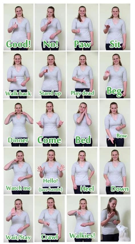 How To Teach A Deaf Dog Hand Signals Icphs