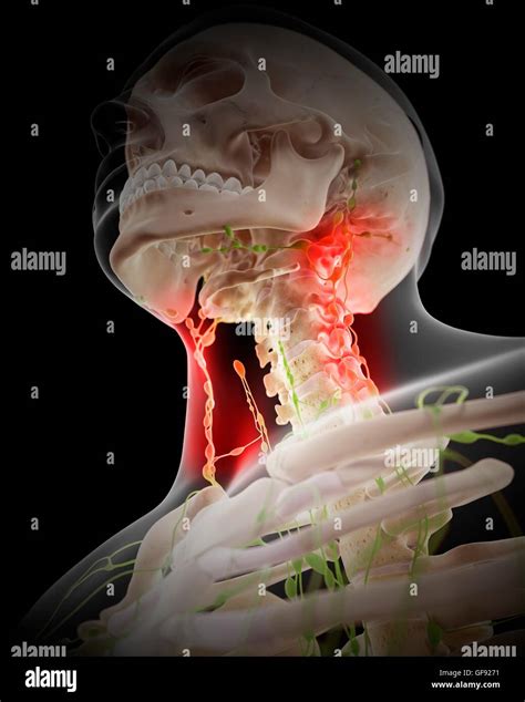 Cervical Lymph Nodes Hi Res Stock Photography And Images Alamy