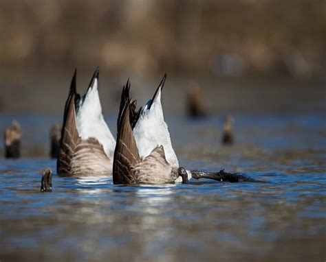 Same Geese Diving But With A Different Composition Which Do You Prefer