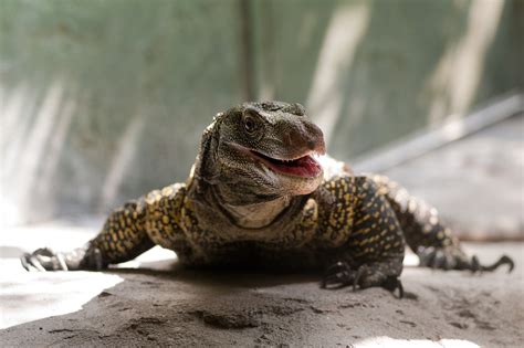 The largest is the perentie (v. Crocodile Monitor Lizard | Kurt Bauschardt | Flickr