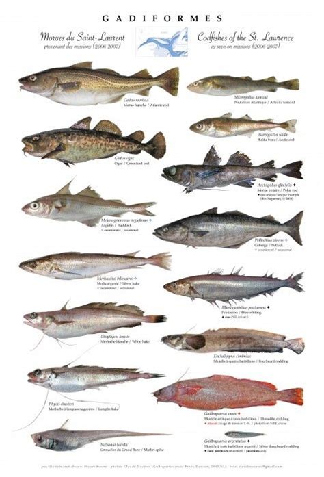 Families Of Cod Fishes From The Estuary And Gulf Of St Lawrence Pesca