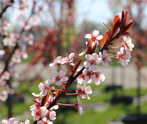 Prunus Newport Flowers 3 25 2015 12 22 16 AM 2686x2282 Blue Heron Nursery