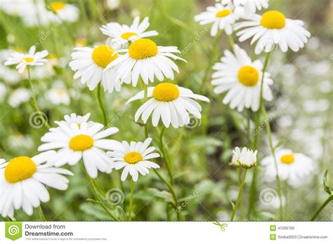 Chamomile Flowers Stock Photo Image Of Season Green 41290706