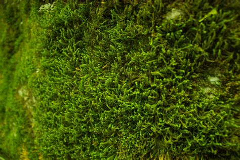 Green Moss On Ground Free Image Peakpx
